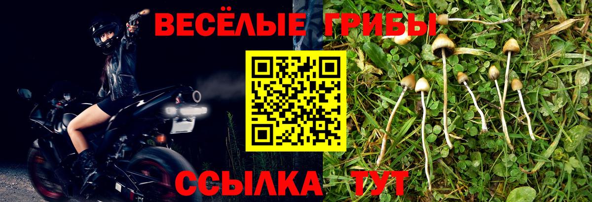 Псилоцибиновые грибы мицелий Торжок