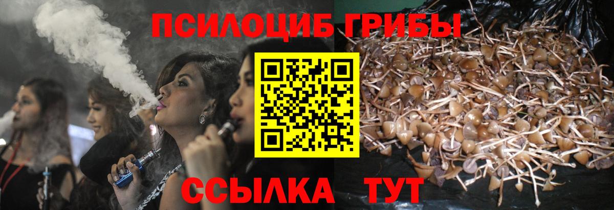 Торжок  Галлюциногенные грибы Psilocybine cubensis  Вход с VPN 